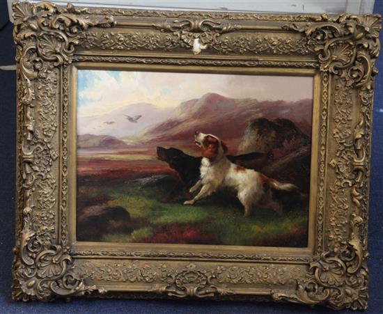 Robert Cleminson (1864-1903) Setters flushing grouse in a highland landscape 11.5 x 15.5in.
